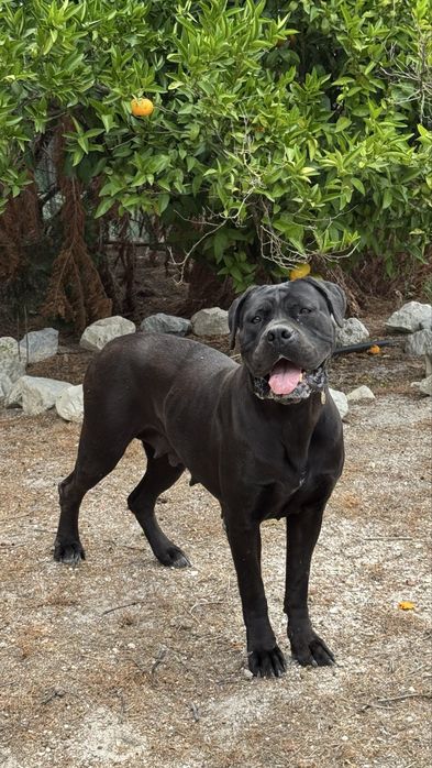 Cadela cane corso para adocao responsavel