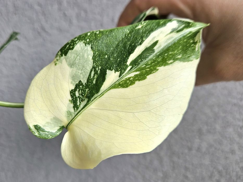 Monstera Thai Mutation noID 3 listna sadzonka + drugi węzeł