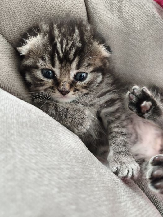 Кошеня скотіш страйт