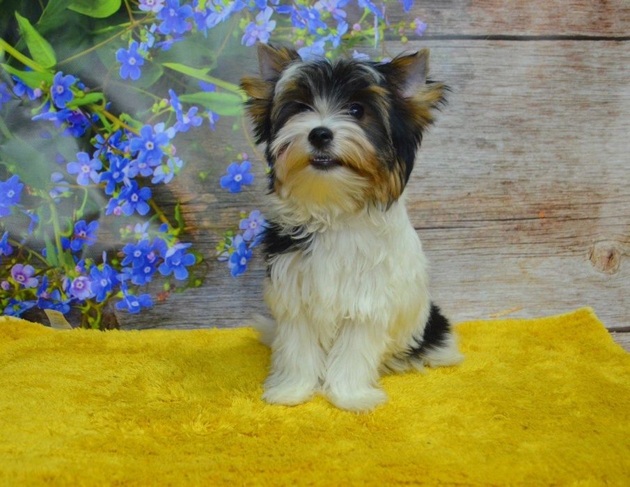 Хлопчики і дівчинки бівера і Йорка