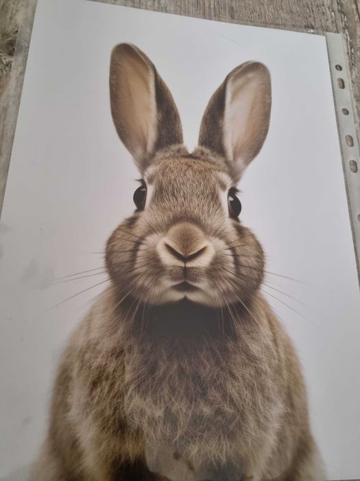Plakat / obrazek - króliczek / zajączek dla dzieci (gruby papier)