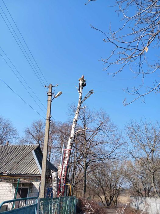Спил дерев . Обрізка дерев.