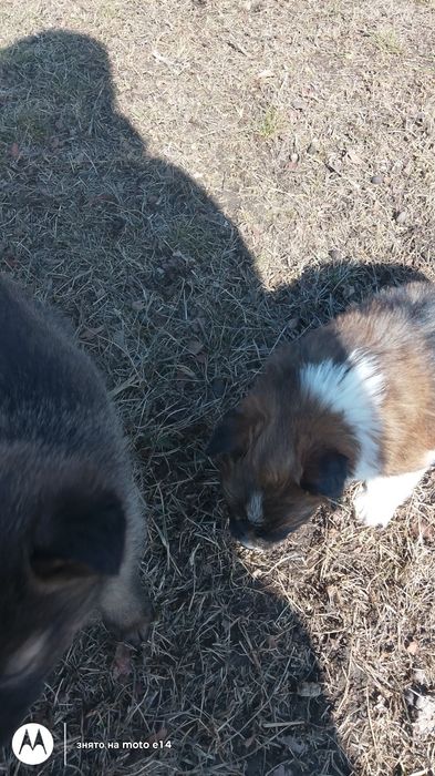 Цуценята Безскоштовно