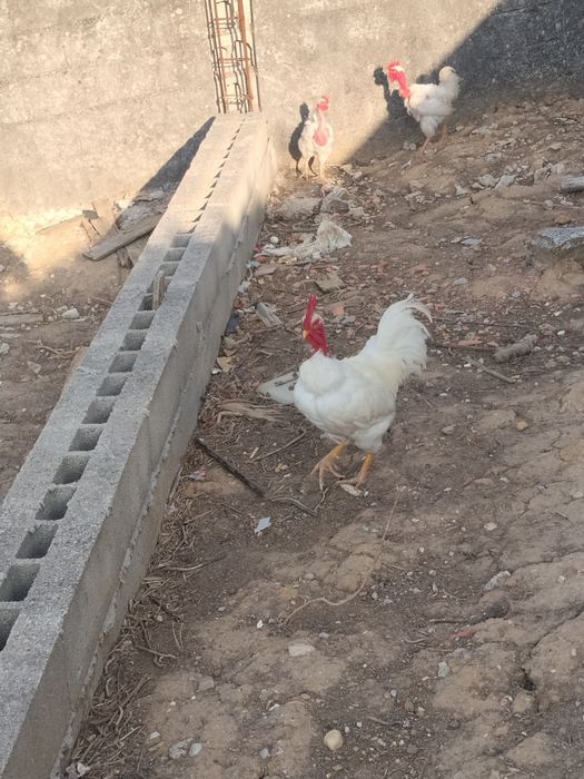 Galos pedrês e branco portuguesa
