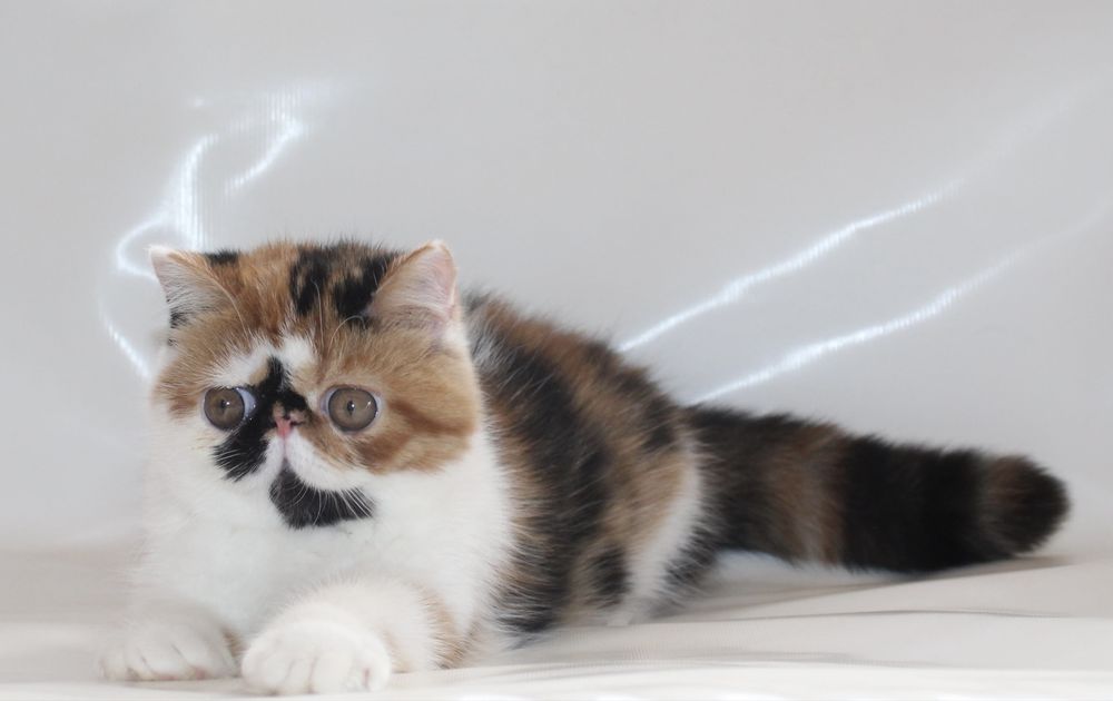 Котята ДШ и КШ экзоты