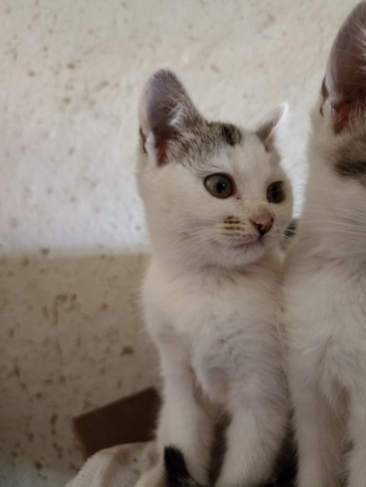 Дві красуні шукають свої домівки