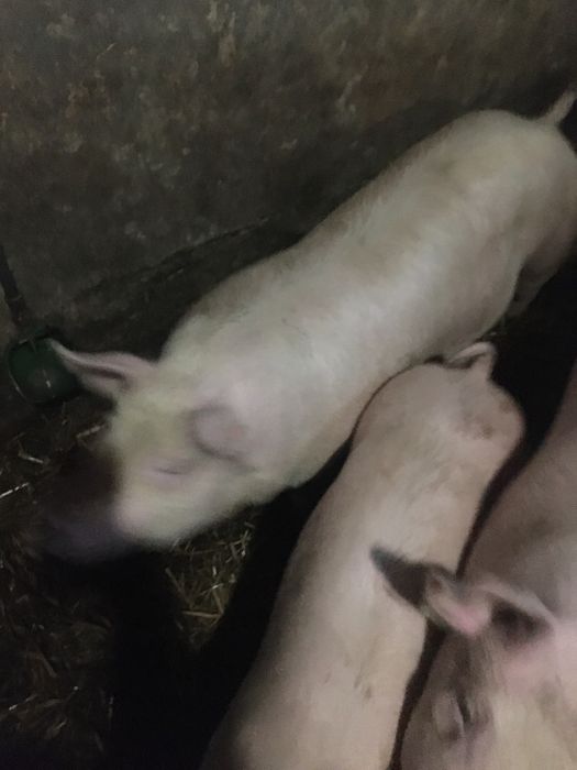 Loszki świnie.tuczniki!!!