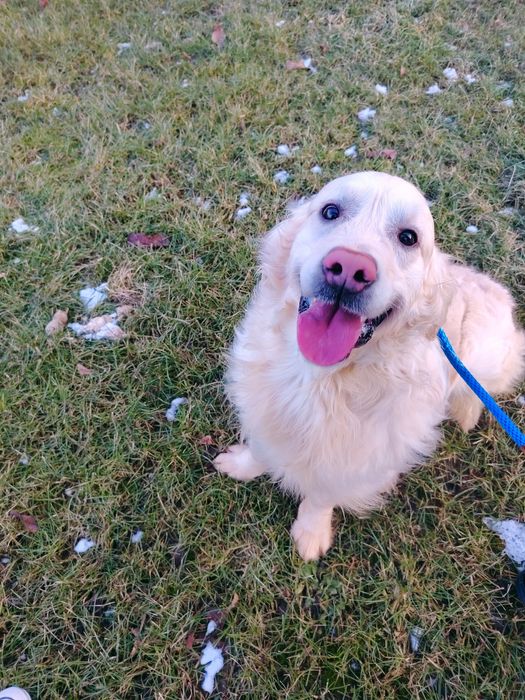 Młody golden retriever 12 miesiecy