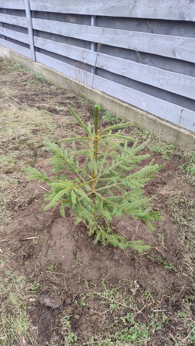 Будинок в Лісовій Бучі  125 м2 +50 м2