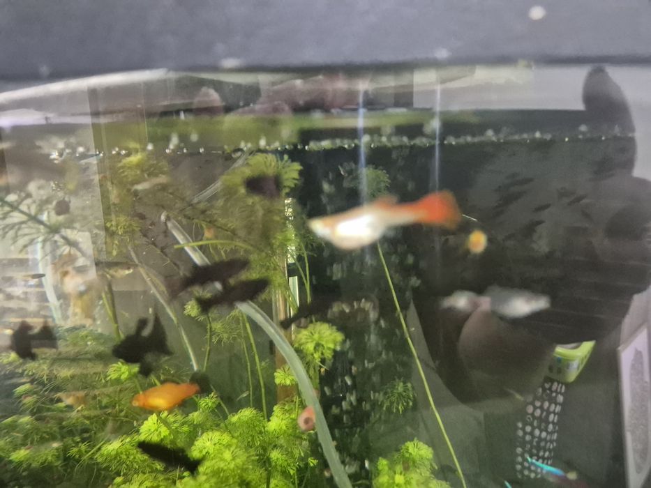 Peixes água quente