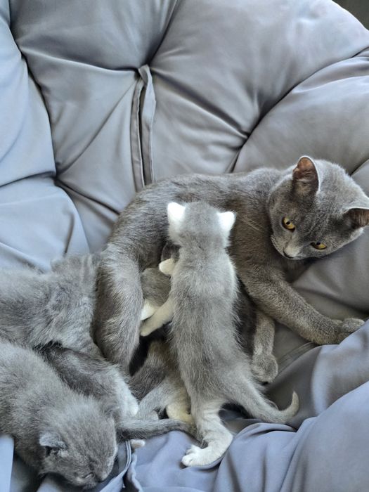 Кошенята шартрез(безкоштовно в добрі руки)