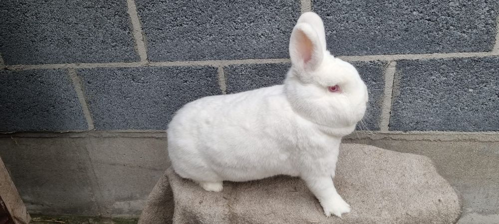 Nowozelandzki Biały