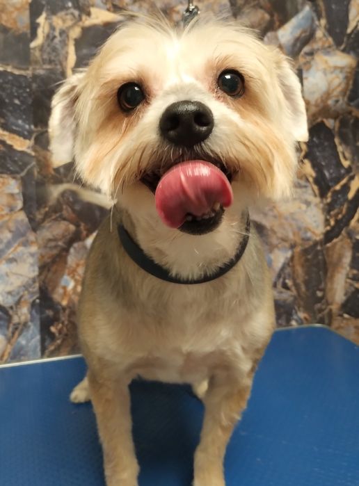 Strzyżenie piesków- groomer z sercem i doświadczeniem