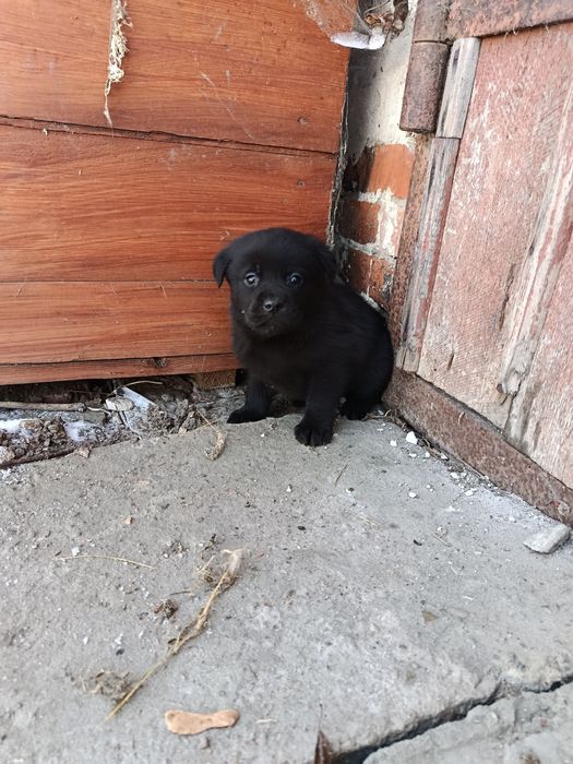 Віддам в хороші руки цуценя метіс лабрадора