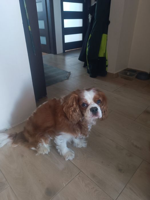 Dla Ciebie wszystko dorosły w kategorii Cavalier king charles