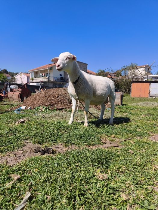 Vendo white dorper (dorper branco)