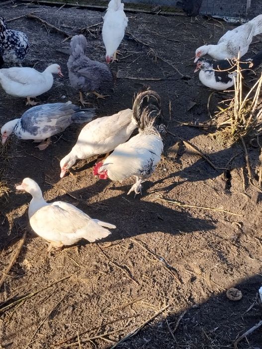 Kaczki pekiński kaczki