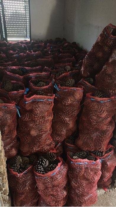 Pinhas para venda