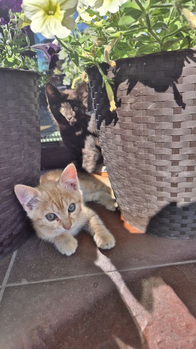 Котинятка,  котик