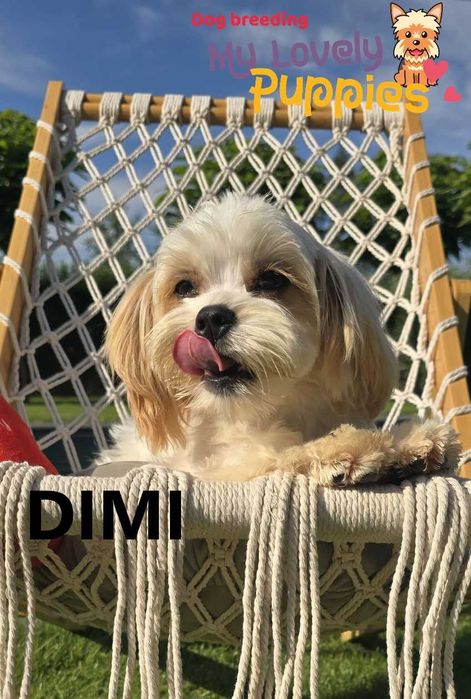 Maltipoo chłopiec Dimi