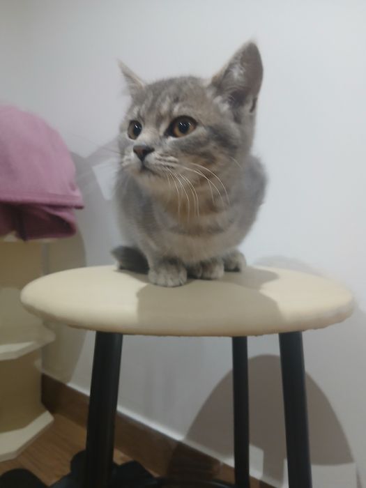 Кошенята безкоштовно