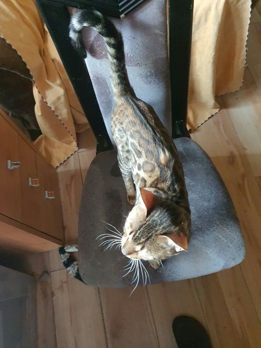 Bengalski kocurek