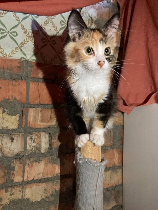 кошенята унікальної рудої кішки