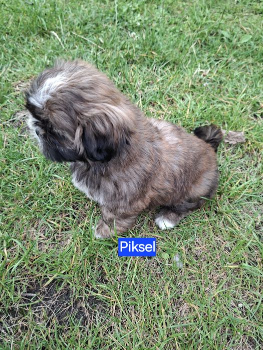 Shih-tzu zapraszam do rezerwacji