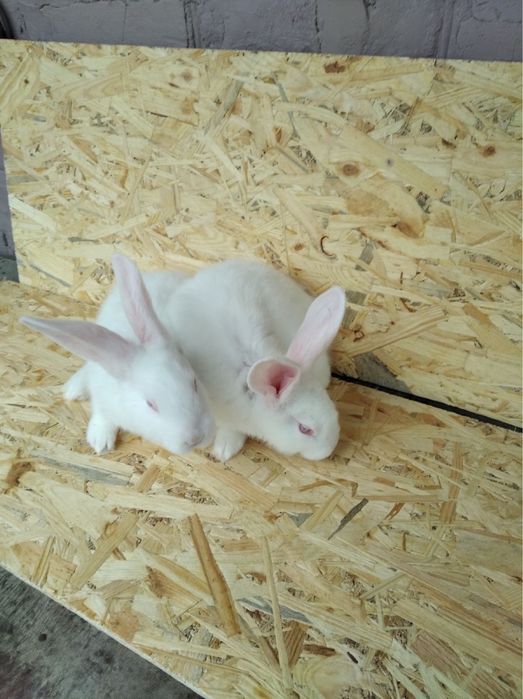 Кролики живі та тушки