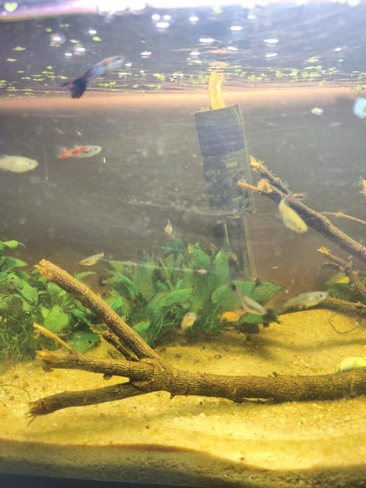 Guppies de várias cores