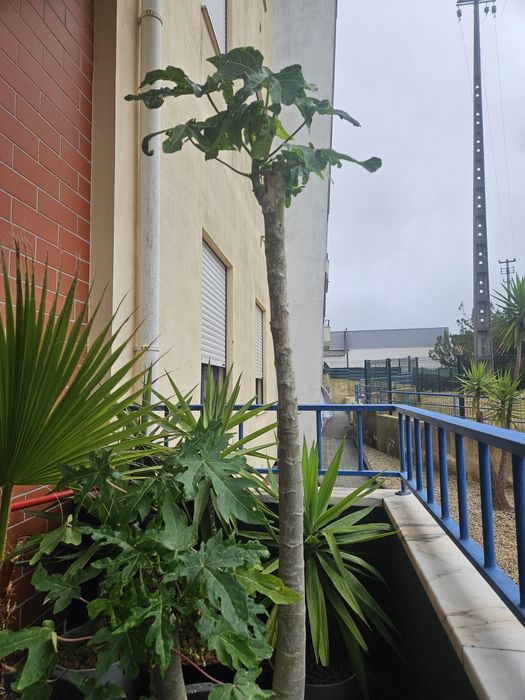 Papaia da montanha * Papaia da montanha (Vasconcellea pubescens)