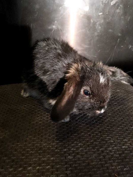 Króliczki miniaturki