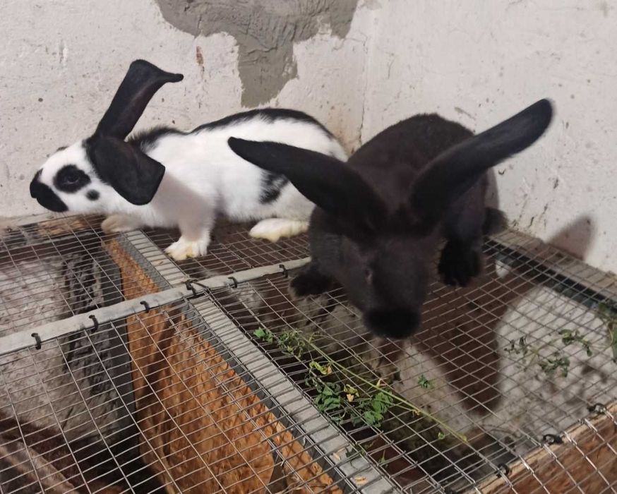 Кролі строкачі від 200 грн