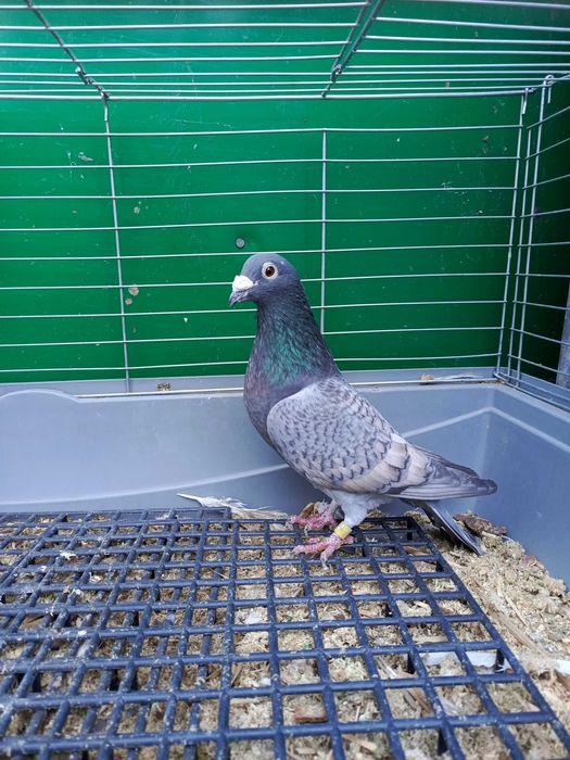 Pocztowe Dom opal pary i samczyk