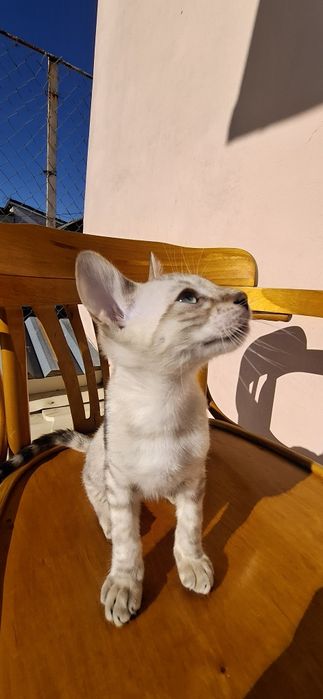 Бенгальський хлопчик