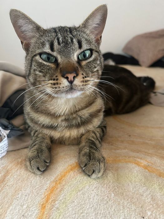 Gatinhos e Gatos para Adoção
