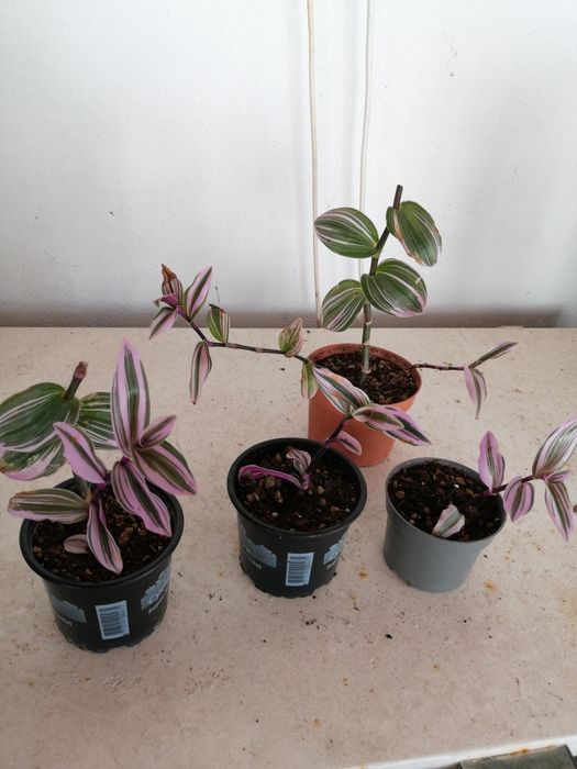 Tradescantia Nanouk ou planta da Felicidade, desde 2€.