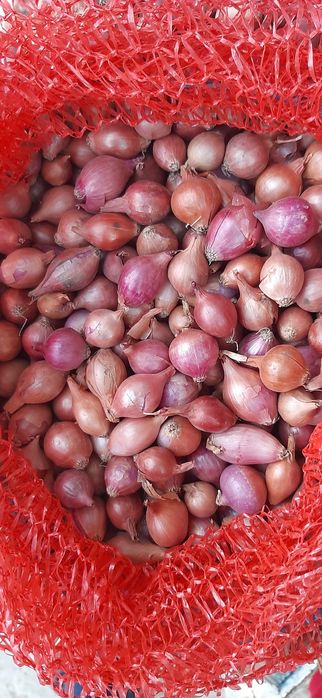 Продам свой лук севок