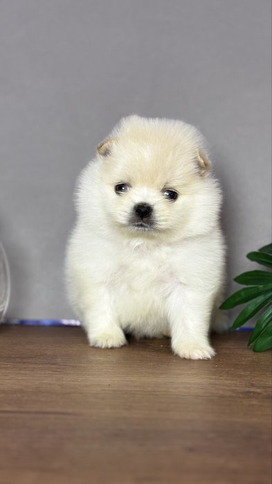 хлопчик шоу класу ти ведмедик