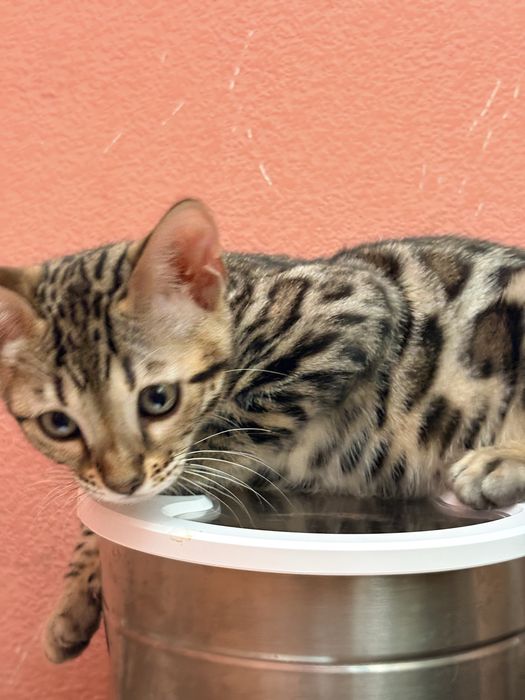 Бенгальскі котенята