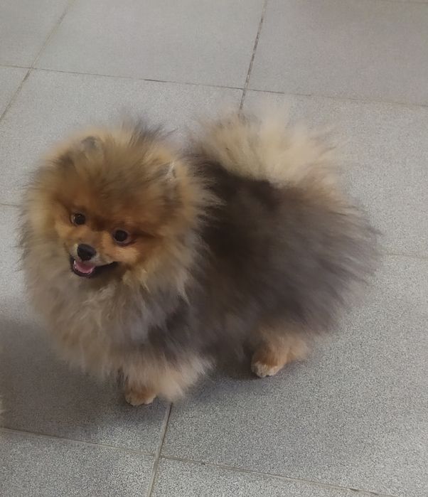 Померанский шпиц