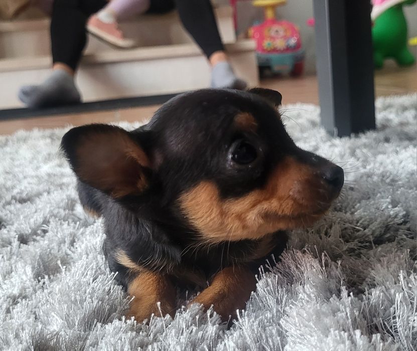 Pincher meiginho