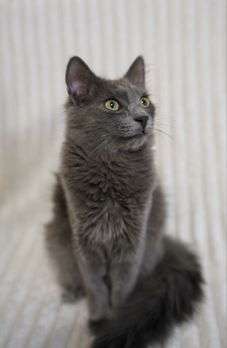 Метис нібелунга молодий кіт