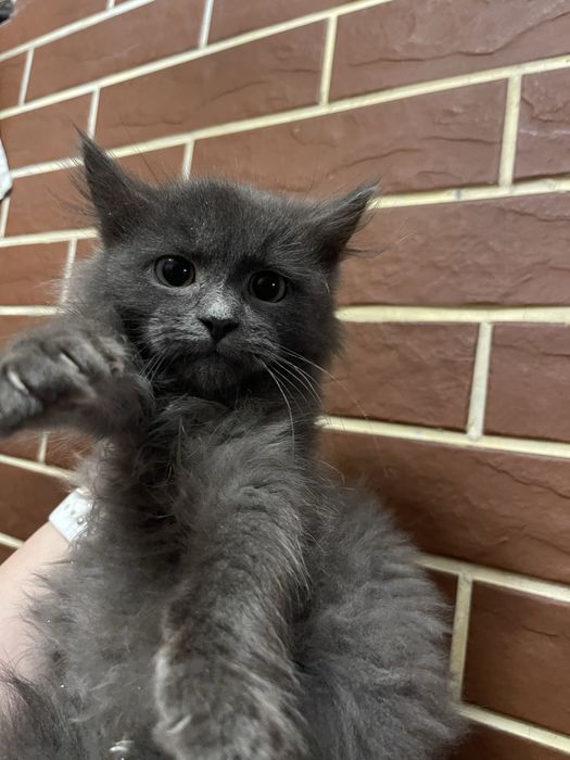 Безкоштовно кошенята