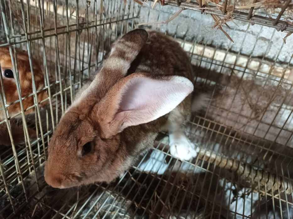 Macho Gigante Espanhol