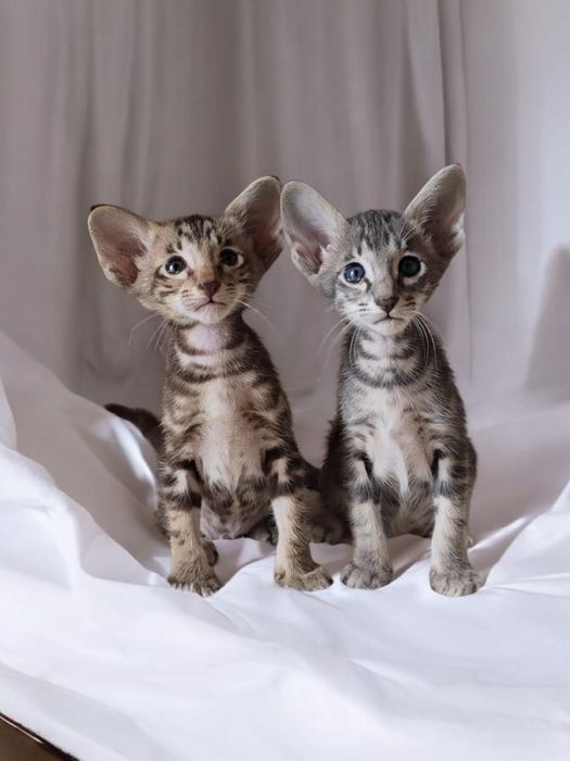 Kot orientalny kotka