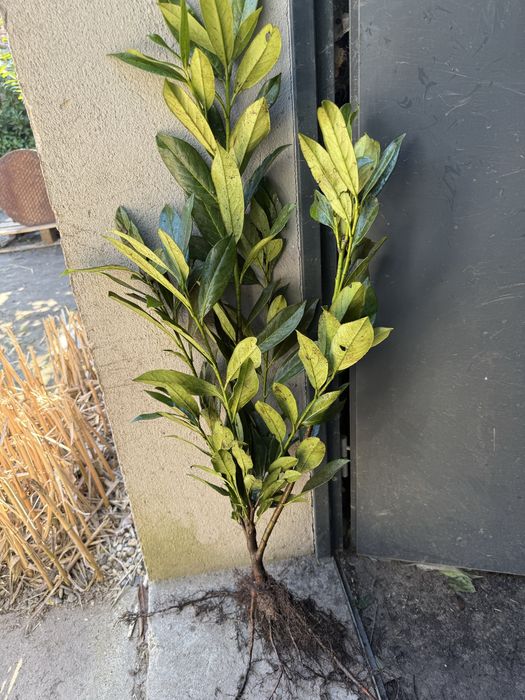 Laurowisnia  goly korzeń elly 70-90 cm