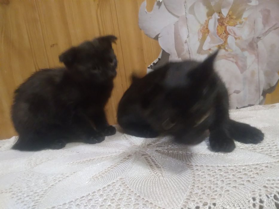 Продам шотландцив