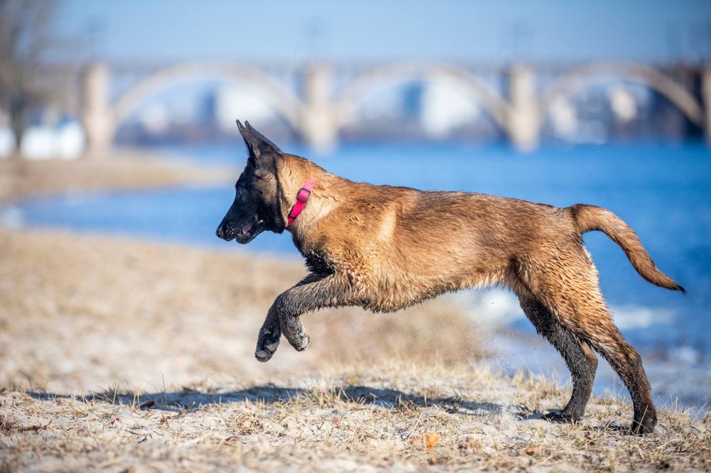 Бельгийская овчарка Малинуа