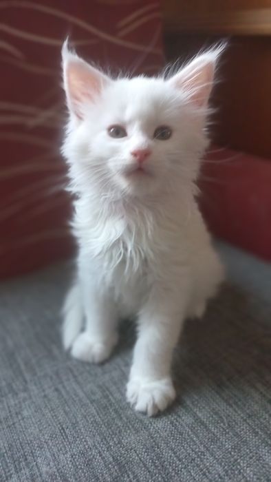 Kocurek Maine Coon WCF